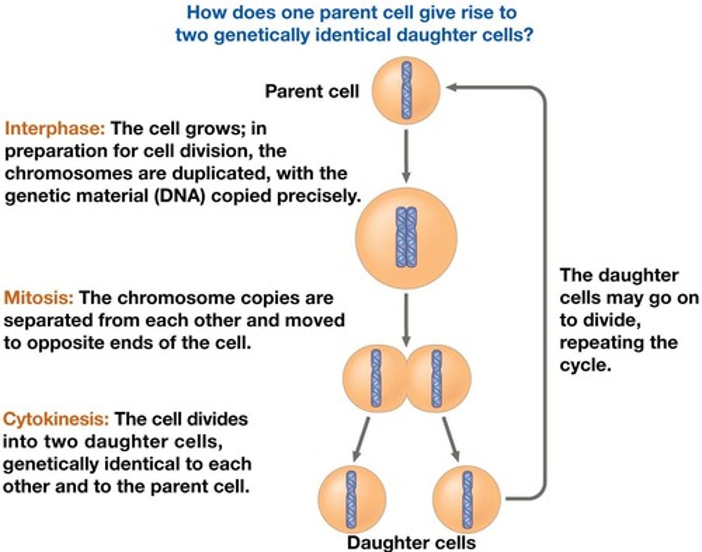 <p>Genetically identical daughter cells (clones).</p>