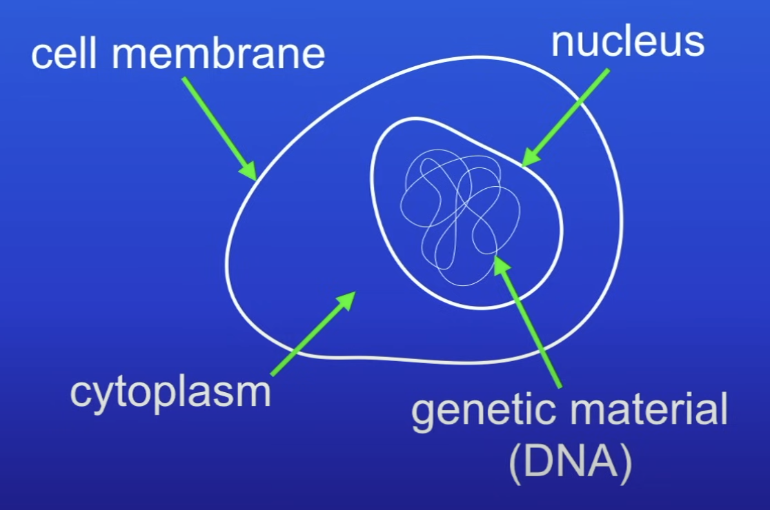 <p>Contain genetic material (DNA) enclosed in a nucleus</p>