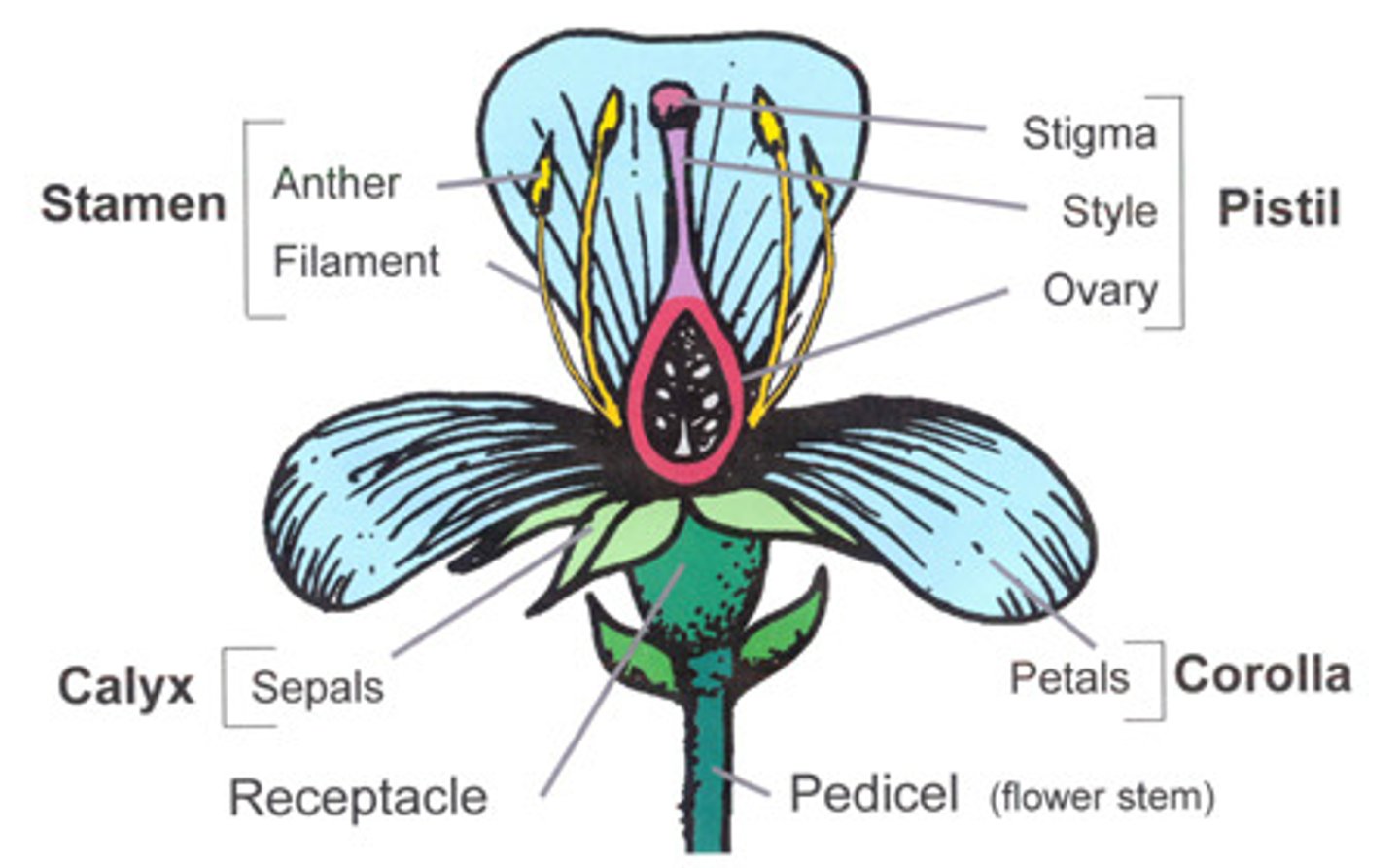 <p>-Groups of flowers</p><p>-All parts derived from modified leaves</p><p>Perianth:</p><p>-Sepals: Often protect unopened buds</p><p>-Petals: Attract pollinators</p>