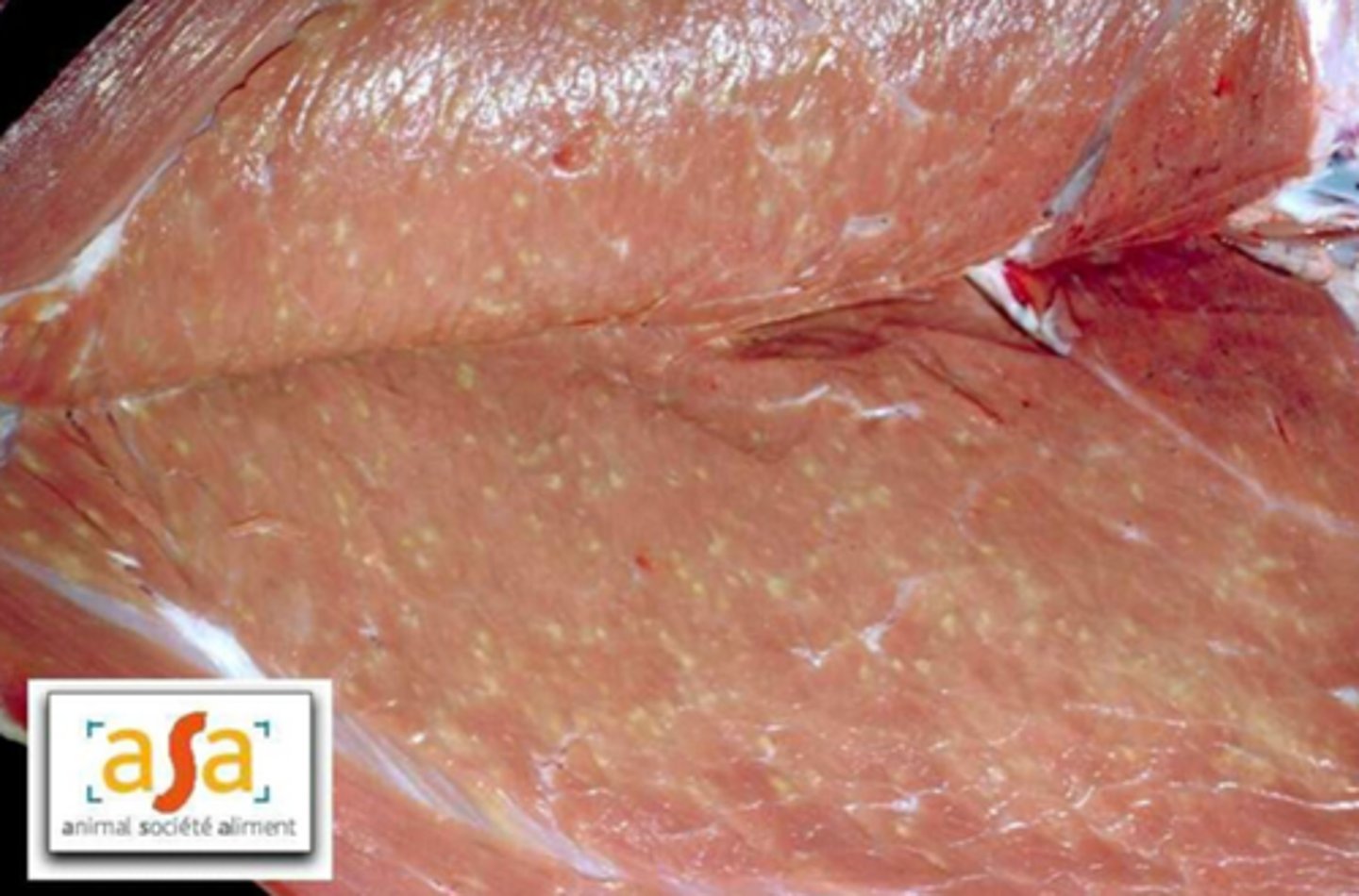 <p>aanwezigheid van groen-grijze korrels in spierweefsel </p><p>- geen klinische symptomen </p><p>- zeldzaam (vaak clusters)</p><p>- niet schadelijk voor volksgezondheid</p><p>- veroorzaakt door sarcocystis (bij alle runderen)</p><p>- cysten van sarcosysten </p><p>rund (vooral dikbil)</p>