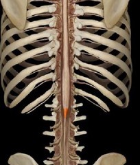 the tapered inferior end of the spinal cord