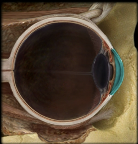 <p>name the part and layer of the eye</p>