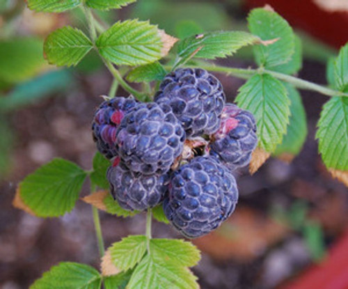 <p>New Mexico Raspberry</p>