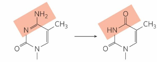 <p>turns into thymine</p><ul><li><p>_______ = modified base in DNA w/ high frequency in patches</p><ul><li><p>enhances/represses transcription = controller</p></li></ul></li><li><p>cell can’t tell that base is incorrect → won’t remove</p></li></ul><p></p>