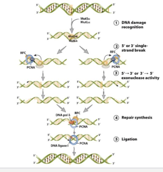 <ul><li><p>Base excision repair</p><ul><li><p>DNA glycosylase recognizes and excises the damaged base</p></li><li><p>endonuclease Cleves the phosphodiester bond at either 3’ or 5’ of abasic site</p><ul><li><p>removes 1-10 nucleotides</p></li></ul></li><li><p>DNA polymerase replaces missing nucleotides</p></li><li><p>DNA ligase seals gap</p></li></ul></li><li><p>Mismatch repair pathway in mammalian cells</p><ul><li><p>Mismatch error due to DNA duplication</p><ul><li><p>rec by MutS”alpha”/ MitL”alpha”</p></li></ul></li><li><p><strong>Single-strand break of 5’ or 3’</strong> generated by EXO1 with help from PCNA and RFC</p></li><li><p><strong>5’→3’ or 3’→5’ exonuclease activity </strong>of EXO1 removes mismatch and other nucleotides</p></li><li><p>5’-3’ repair synthesis mediate by <strong>DNA polymerase</strong></p></li><li><p>remaining gap ligased by <strong>DNA ligase 1</strong></p></li></ul></li></ul><p></p><p>Recurring theme in DNA Repair</p><ul><li><p><span>Hand-off of damaged DNA from a complex with <strong>nuclease</strong> activity to a complex with <strong>polymerase</strong> activity to a complex with <strong>ligase</strong> activity.</span></p></li></ul><p></p>