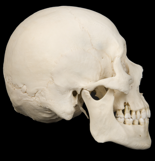 <p>What bone/region is this?</p><p>(Lateral view).</p>