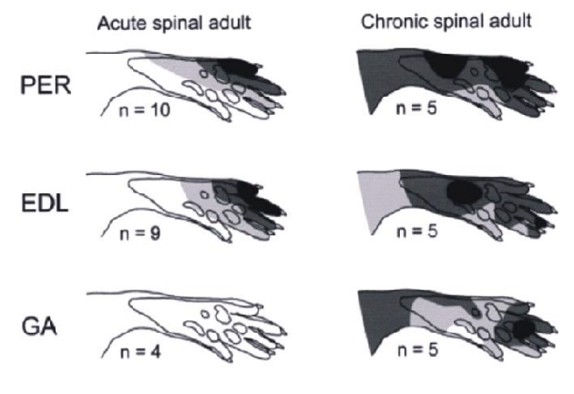 <p><strong>Procedure</strong>:</p><ul><li><p>Rats with spinal cord transected  so just goes to dorsal</p></li><li><p>either in </p><ul><li><p>neonates (right)</p></li><li><p>(acute) adults (left)</p></li></ul></li></ul><p><strong>Results</strong>:</p><ul><li><p>receptive fields of nocicepetic afferent are <strong>increased</strong> in neonates compared to (acute( adults</p></li></ul><p><strong>Conclusion:</strong></p><ul><li><p>receptive fields are regulated during <strong>development by descending pathways</strong></p></li></ul><p></p>