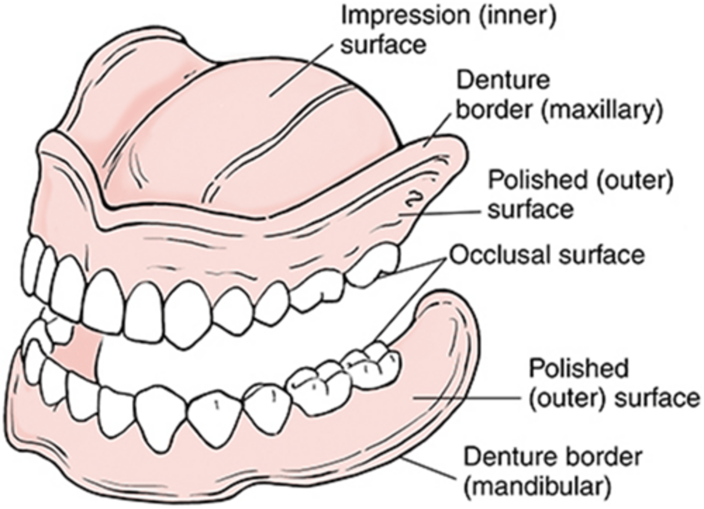 <p>full denture designed to replace the entire dentition of an upper or lower arch</p>