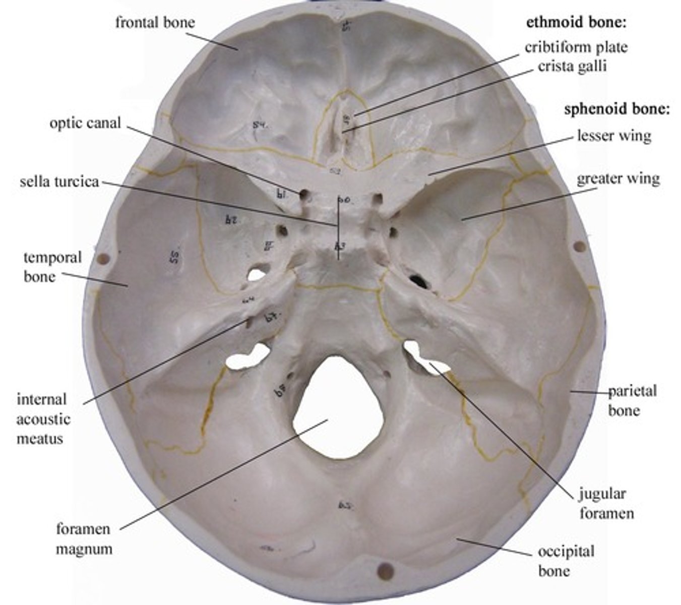 <p>acts to roof the orbits and to floor the frontal lobes of the brain</p>