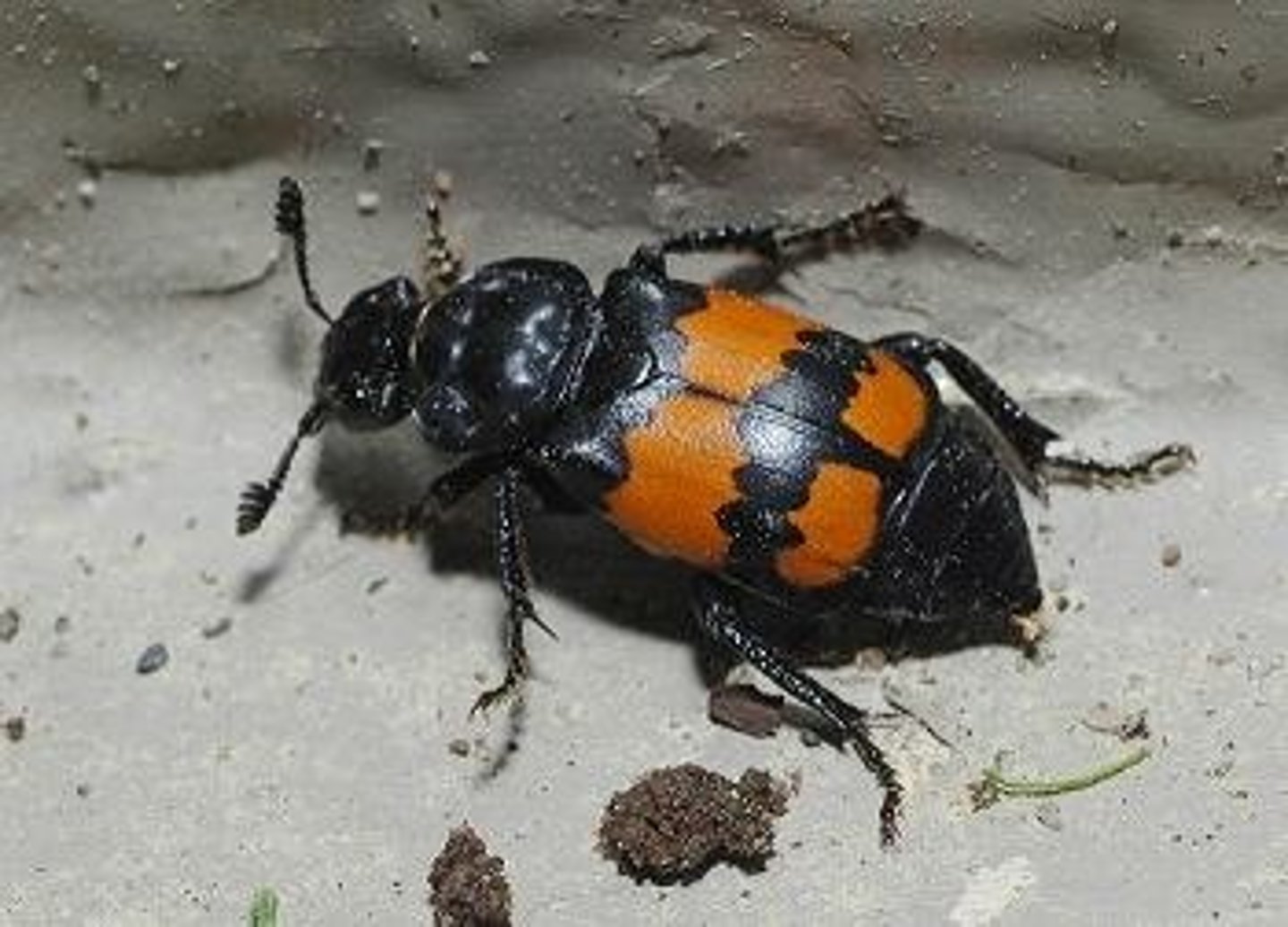 <p>clubbed antennae; black, oval body often with red, orange, or yellow markings</p>