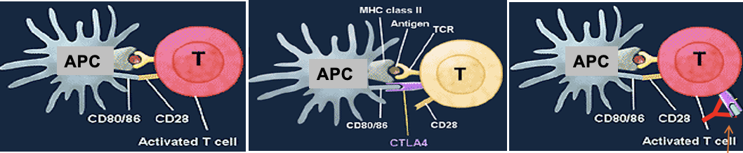 <p>Involves antigen presentation among immune cells: Tyrosine kinase receptors.</p><ul><li><p>Recent cancer drugs acts at these receptors</p></li></ul><p>Also, occurs in interactions between other cell types to limit their growth.</p><p></p>