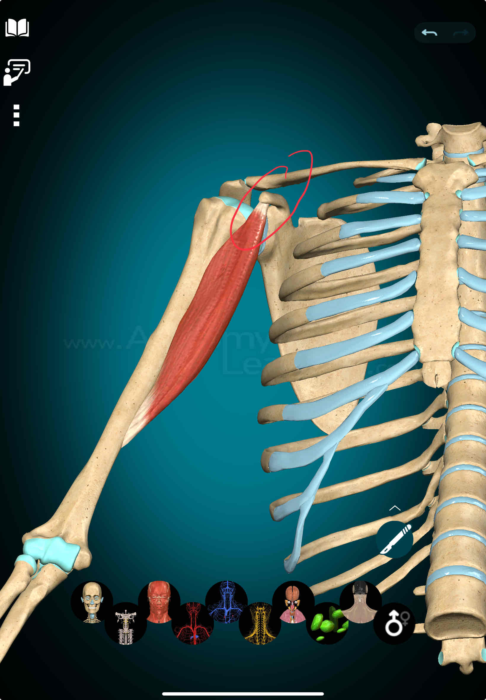 <p>Coracobrachialis Origin</p>