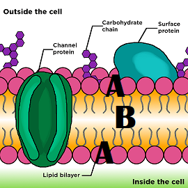 <p><strong><span>Choose the best description for the part labeled B</span></strong></p>