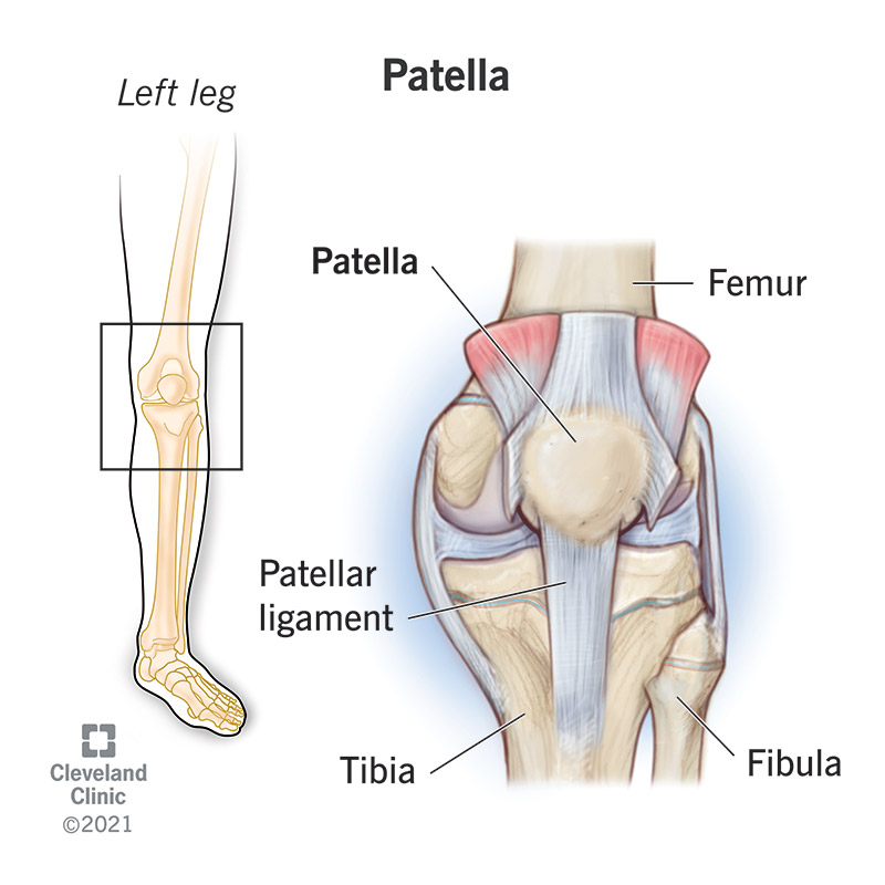 <p>another name for the knee cap / a Sesamoid bone</p>
