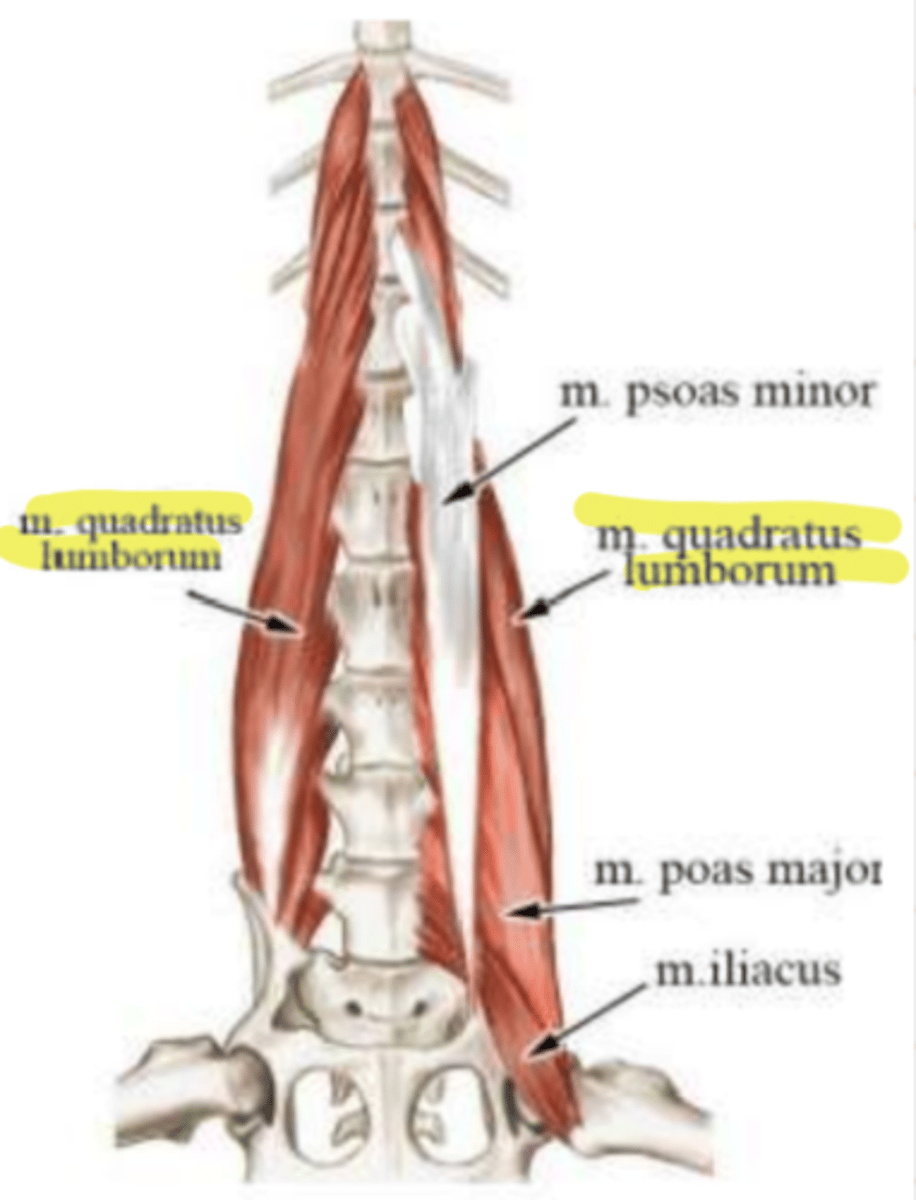 <p><span class="bgP">Innervate :</span>   </p><p>lumbar spinal nerves</p><p><span class="bgP">function</span> : trunck flexion</p><p><span class="bgP">where :</span> sacrum to transverse process of lumbar vertebrae</p>