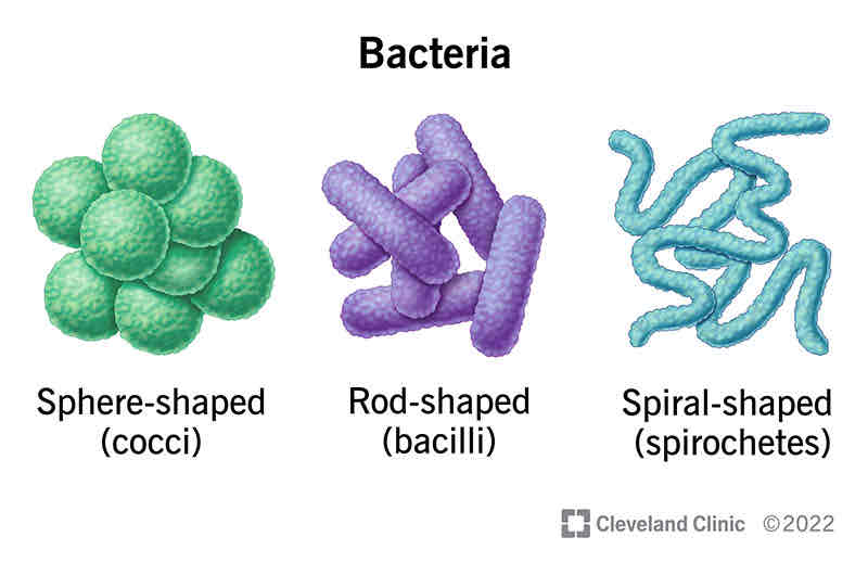 <p>Bacilli ( rod - shaped ) </p><p></p><p>Cocci ( spherical ) </p><p></p><p>Spirilli ( spiral - shaped ) </p>