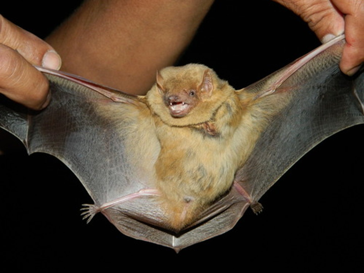 <p>Family: Vespertilionidae</p><p>Genus & Species: Lasiurus intermedius</p>