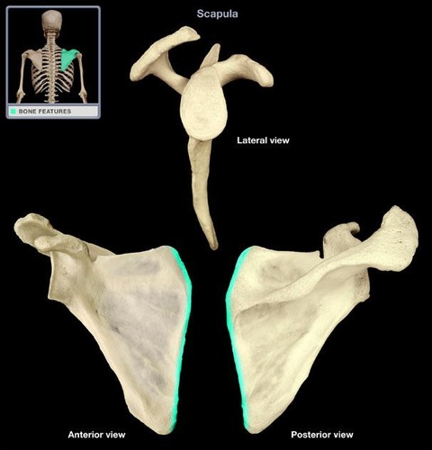 medial edge of scapula