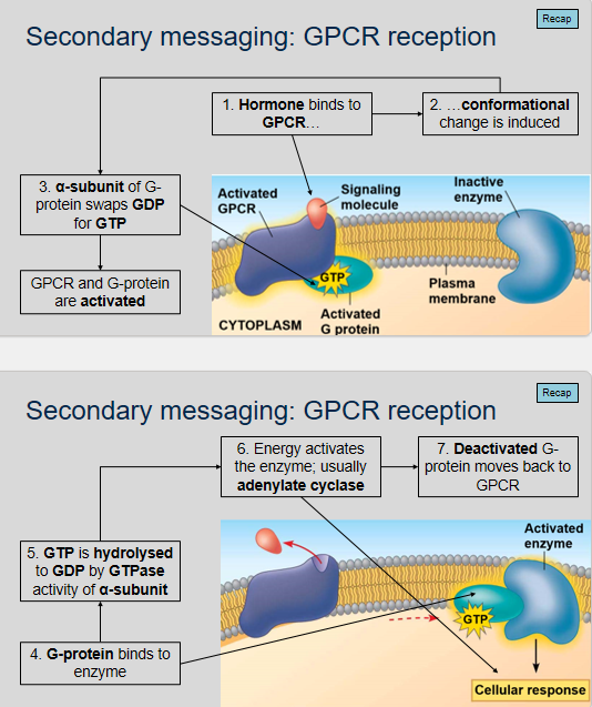 <ol><li><p>GPCR reception is the process by which a hormone or ligand binds to a G protein-coupled receptor (GPCR), inducing a conformational change in the receptor.</p></li><li><p>When the α-subunit of the G-protein swaps GDP for GTP, the GPCR and G-protein become activated, initiating downstream signaling pathways.</p></li><li><p>The G-protein binds to an enzyme.</p></li><li><p>After the G-protein binds to the enzyme, GTP is hydrolyzed to GDP by the GTPase activity of the α-subunit. This releases energy that activates the enzyme, typically adenylate cyclase, which catalyzes the conversion of ATP to cyclic AMP (cAMP).</p></li><li><p>When the G-protein is deactivated, it dissociates from the enzyme and moves back to the GPCR, where it re-associates with the receptor in its inactive state, ready for another round of signaling.</p></li></ol>