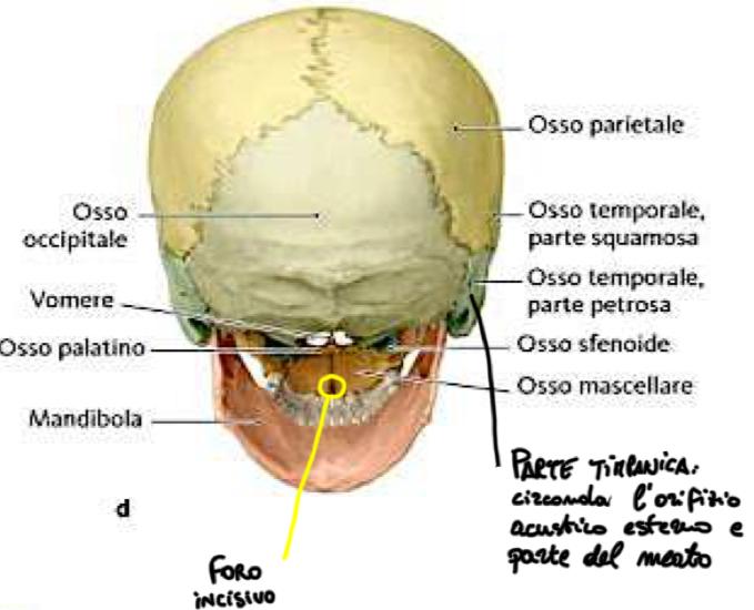<p>Si osserva:</p><ul><li><p>Osso occipitale che si articola:</p><ul><li><p>Superiormente a ciascun Osso Parietale formando la Sutura Lambdoidea (andamento che ricorda la lettera greca lambda)</p></li><li><p>Il punto di intersezione tra sutura sagittale e lambdoidea è chiamata Lambda</p></li></ul></li></ul><p></p>