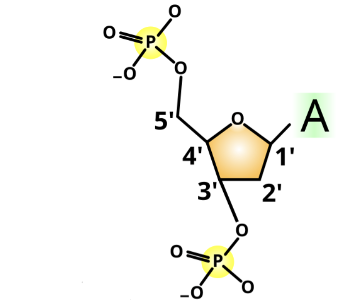 <p><strong>Identify</strong> the 5’ end.</p>