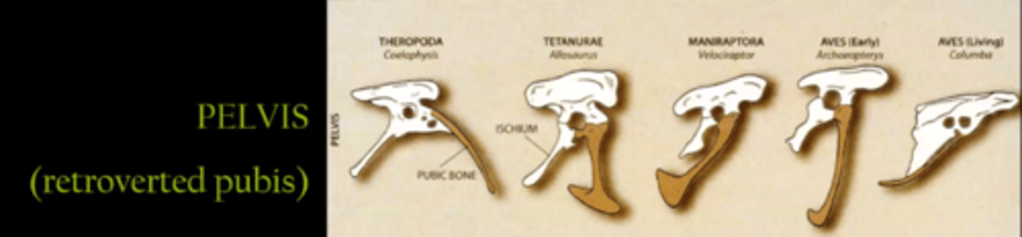 <p>One of the features that evolved from theropods to birds of flight</p>