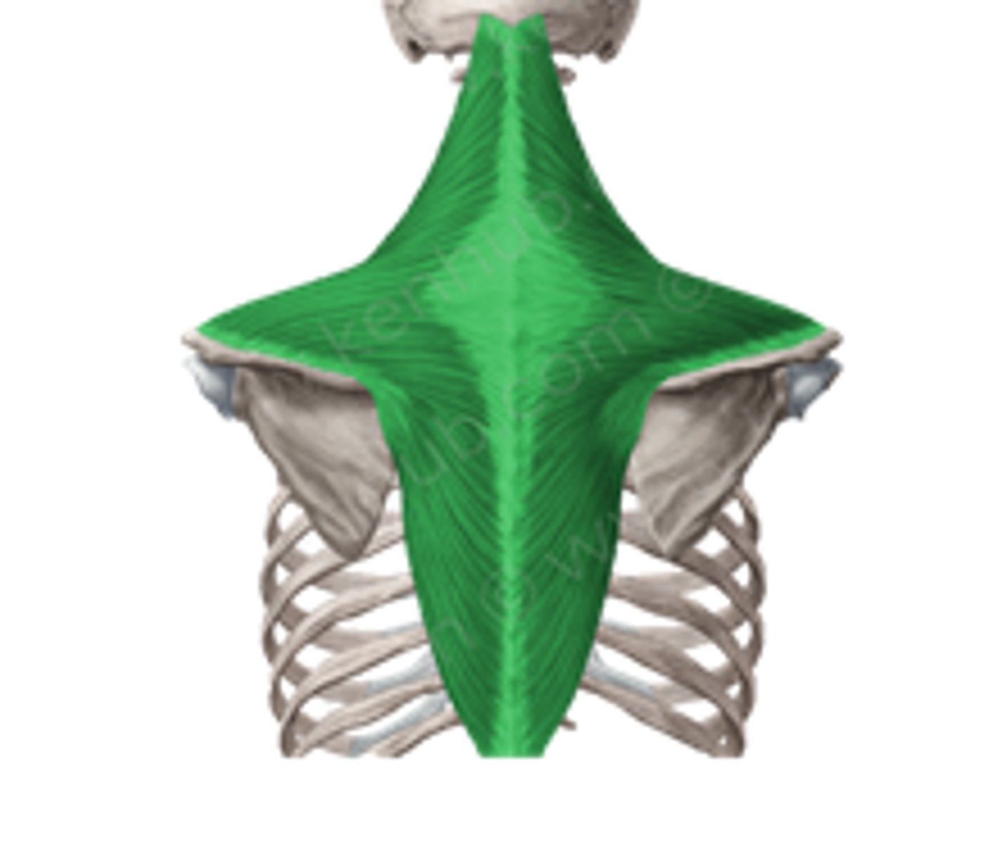 <p>Funktion: enkelsidig kontraktion höjer skuldra, dubbelsidig kontraktion böjer huvud bakåt.</p>