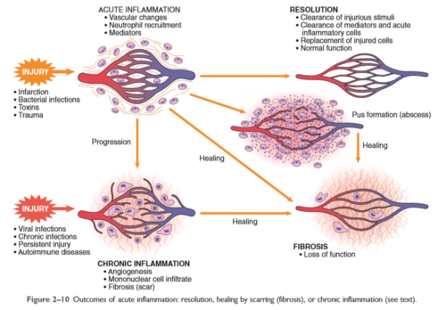 <p>Leukocytes can eliminate microbes and dead cells by phagocytosis, followed by their destruction in phagolysosomes</p><p>Destruction is caused by free radicals (ROS, NO) generated in activated leukocytes and lysosomal enzymes</p><p>Enzymes and ROS may be released into the extracellular environment.</p><p>The mechanisms that function to eliminate microbes and dead cells (the physiologic role of inflammation) are also capable of damaging normal tissues (the pathologic consequences of inflammation).</p>