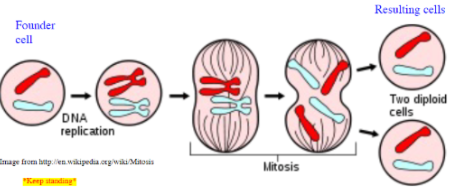<ul><li><p><span style="background-color: transparent; font-family: &quot;Helvetica Neue&quot;, sans-serif;">Type of cell division used by higher organisms</span></p></li><li><p><span style="background-color: transparent; font-family: &quot;Helvetica Neue&quot;, sans-serif;">Ensures both resulting cells receive <strong>all</strong> genes</span></p></li><li><p><span style="background-color: transparent; font-family: &quot;Helvetica Neue&quot;, sans-serif;">Chromosomes of daughter cells are <strong>same #</strong> as that of founder cell</span></p></li></ul><p></p>