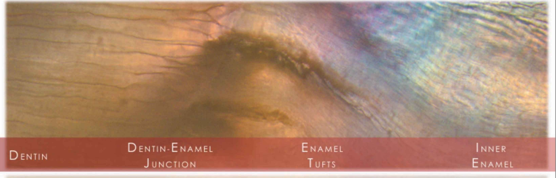 <p>enamel lamellae</p>