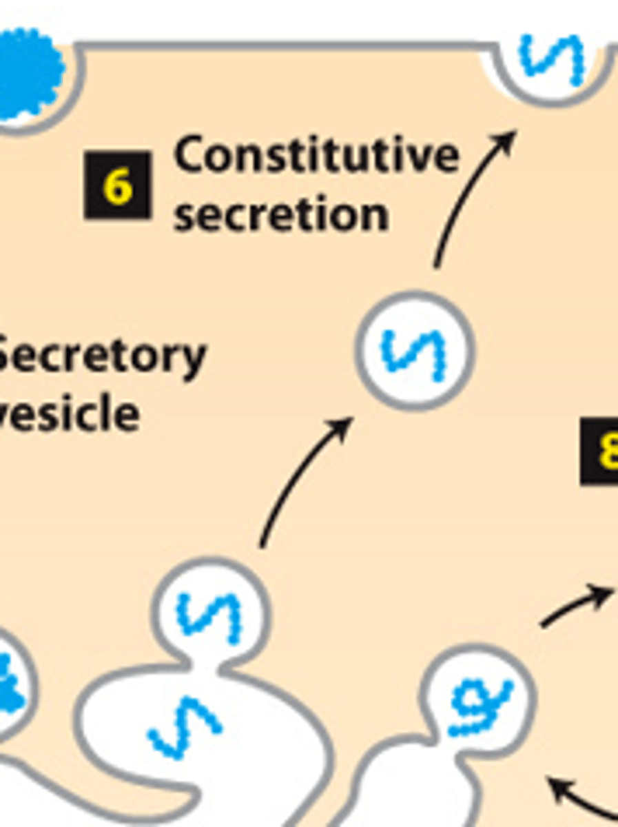 <p>secretory pathway, protein trafficking (stage 2): step 6--constitutive secretion (all cells) - transport vesicles move continuously and fuse with the plasma membrane--___________ proteins are continuously secreted</p>