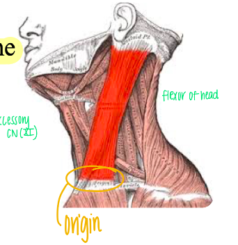 N - Accessory Nerve (CN XI)

F - Chief flexor of the head 