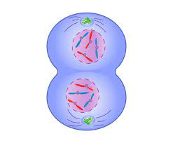 <p>chromosomes spread out into chromatin, nuclear envelope reforms, spindle fibers break down</p>