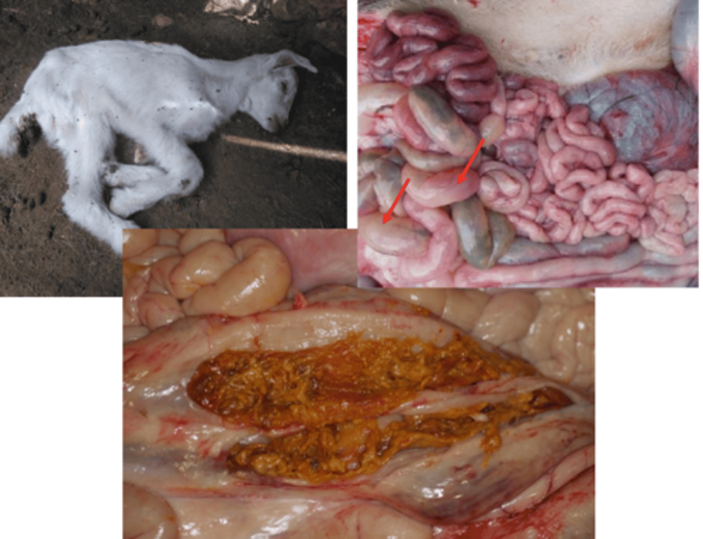 <p>- caquexia y deshidratación</p><p>- atrofia de la grasa mesentérica e infartación de los</p><p>ganglios regionales</p><p>- leche sin digerir en el abomaso</p><p>- enteritis congestiva, pero no hemorrágica</p><p>- contenido intestinal amarillento y acuoso</p><p>- acúmulo de gas en ciego y colon</p>