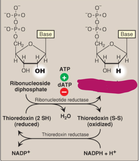 <p>Label this deoxyribonucleotide conversion.</p>