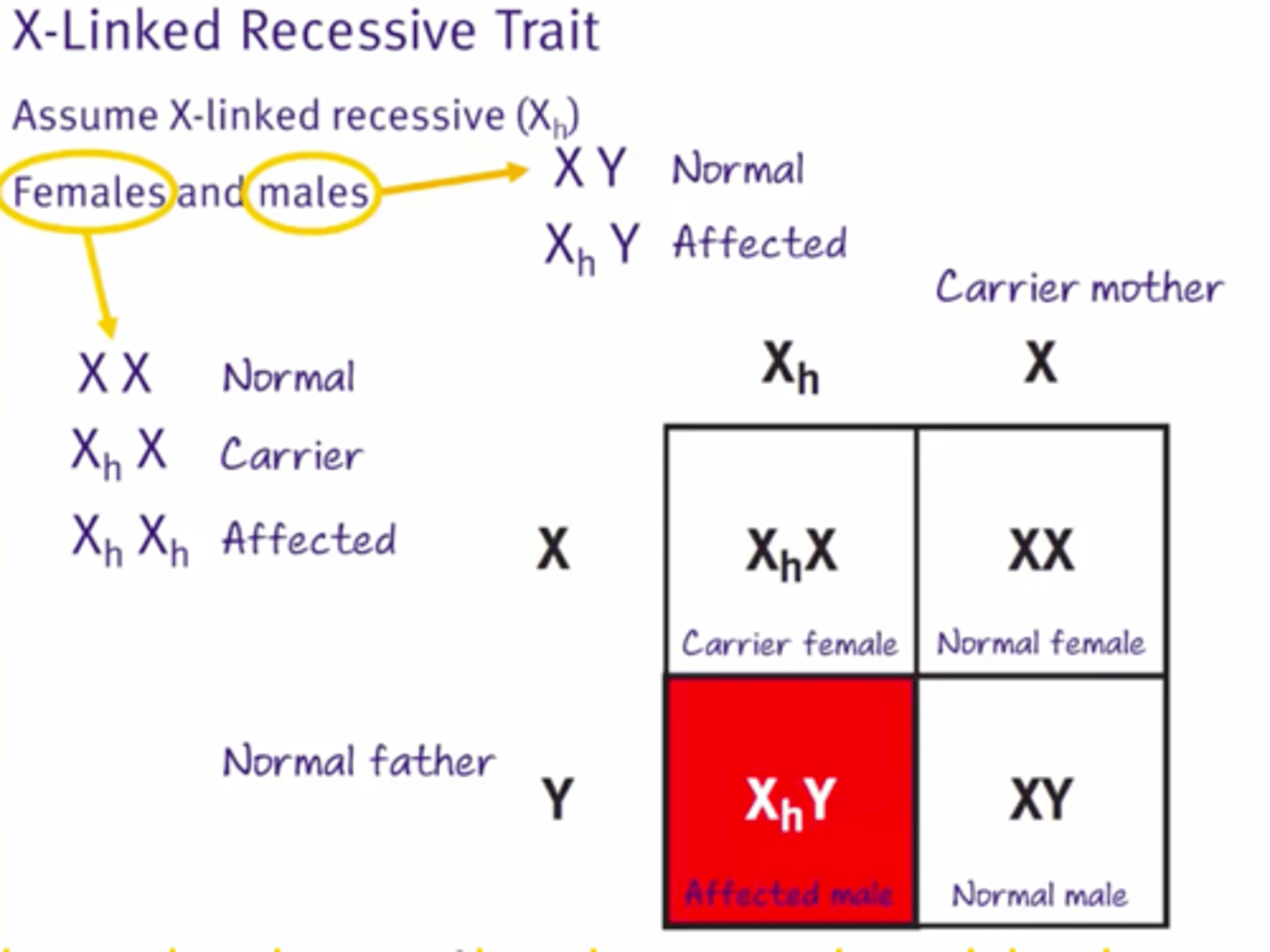 <p>Sex chromosomes are usually used to indicate sex as well as genotype</p><p>SeX linked is X linked</p><p>X-linked trait is recessive</p>