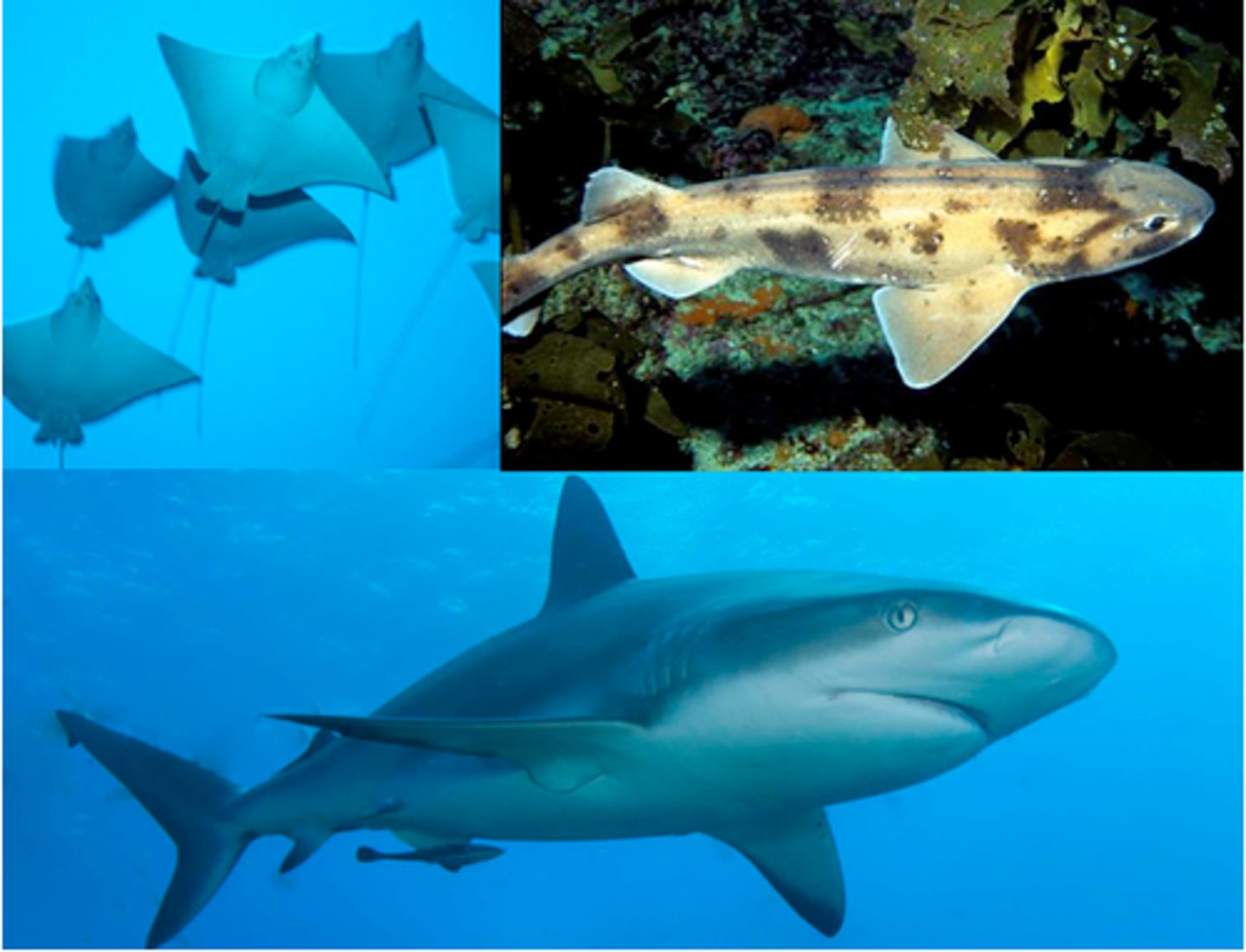 <p>Chordata, Subphylum vertebrata, cartilaginous fish (sharks, skates, rays)</p>