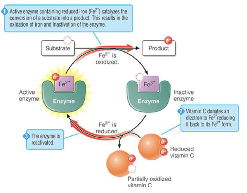 <p>organic molecules that attach to enzyme & activates or increase its ability to catalyze metabolic reactions</p>