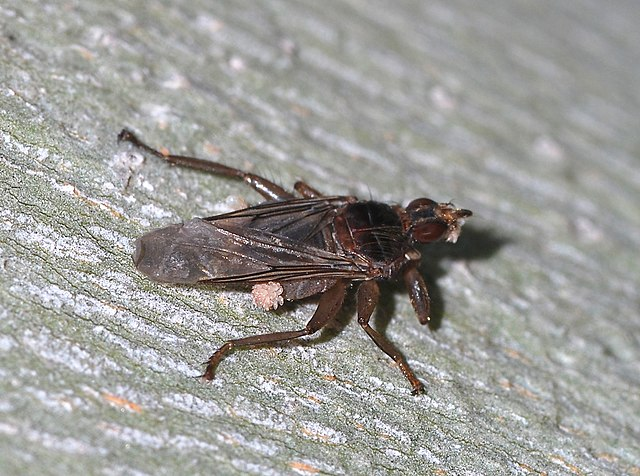 <p>Louse fly</p>