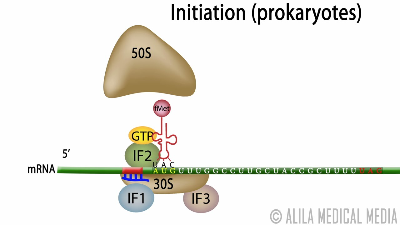 <p><strong>Definition:</strong><br>The process that sets up the ribosome to begin translating an mRNA into protein in bacteria like <em>E. coli</em>.</p><p class=""><strong>Initial State:</strong></p><ul><li><p class="">The <strong>large (50S)</strong> and <strong>small (30S)</strong> ribosomal subunits are <strong>separate</strong>.</p></li></ul><p class=""><strong>Step-by-Step Process:</strong></p><ol><li><p class=""><strong>IF3 binds</strong> to the <strong>E site</strong> of the small subunit</p><ul><li><p class=""><strong>Prevents</strong> large and small subunits from joining too early.</p></li></ul></li><li><p class=""><strong>IF1 binds</strong> the <strong>A site</strong></p><ul><li><p class="">Blocks tRNA from entering too soon.<br><strong>IF2 binds GTP</strong> and positions near the <strong>P site</strong> to help bring in the starting tRNA.</p></li></ul></li><li><p class="">The <strong>30S subunit + IFs</strong> bind:</p><ul><li><p class="">the <strong>mRNA</strong></p></li><li><p class="">and the <strong>initiator tRNA</strong> (<strong>fMet-tRNA</strong>)</p></li></ul></li><li><p class=""><strong>IF3 leaves</strong>, allowing the <strong>50S large subunit</strong> to join.</p></li><li><p class=""><strong>IF2 hydrolyzes GTP → GDP</strong>, triggering the release of <strong>IF2 and IF1</strong>.</p></li></ol><p class=""><strong>End Result:</strong></p><ul><li><p class="">A complete <strong>70S initiation complex</strong> is formed.</p></li><li><p class="">The <strong>P site</strong> holds the first tRNA, and the <strong>A site is ready</strong> for the next tRNA to enter.</p></li></ul><p></p>