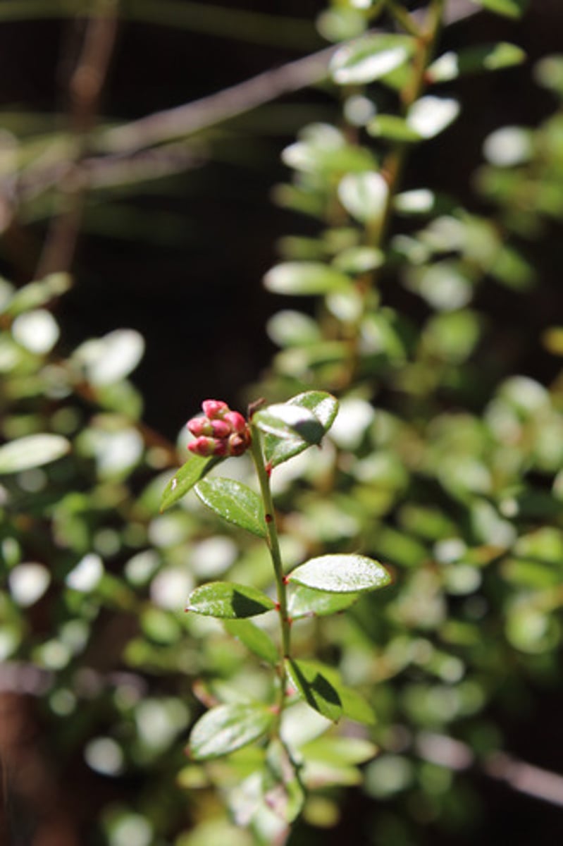 <p>what is the name of the plant pictured here?</p>