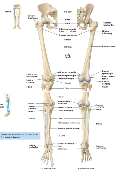 <p>(numbers are 1 per leg)</p><ul><li><p>femur</p><ul><li><p>harder to break because bigger</p></li></ul></li><li><p>tibia/fibula/patella</p></li><li><p>7 tarsals (ankle)</p><ul><li><p>calcaneus is the largest tarsal</p></li><li><p>forms the heel</p></li></ul></li><li><p>5 metatarsals</p><ul><li><p>the sole of the feet</p></li></ul></li><li><p>14 phalanges</p></li></ul><p></p>