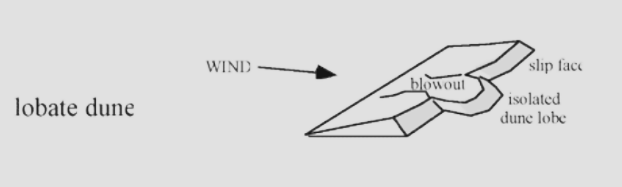 <p><span>Have a single isolated dune lobe formed downward from a blowout</span></p>