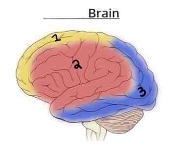 <p>Posterior Cerebral Artery</p>