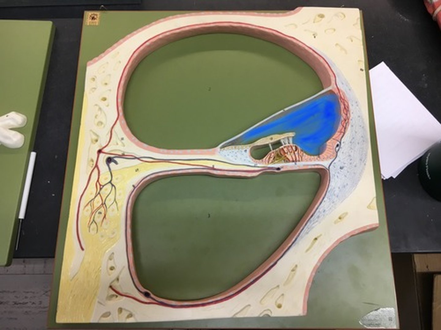 <p>endolymph filled cavity inside the cochlea, located in between the tympanic duct and the vestibular duct, separated by the basilar membrane</p>