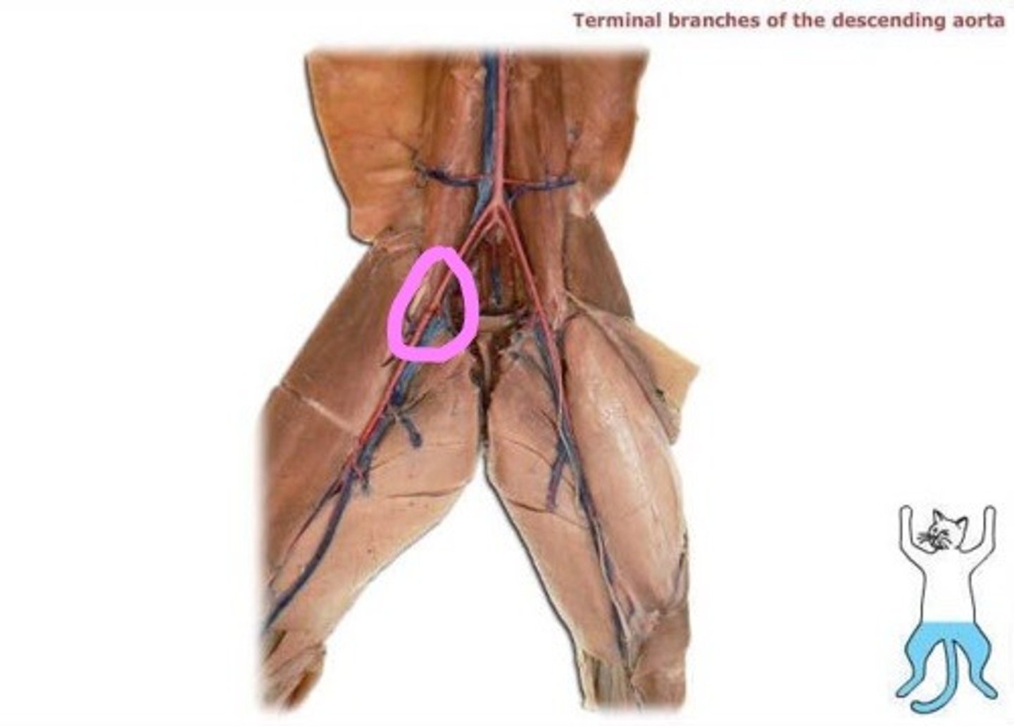 <p>travels to the hindlimb</p>