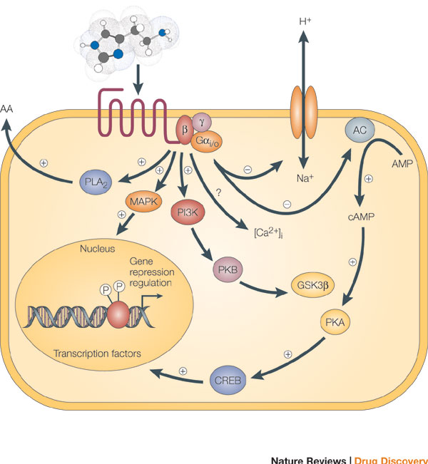 <p>GPCR activation can lead to the production of second messengers like:</p><ul><li><p><strong>cAMP</strong> (via adenylyl cyclase) – involved in hormone responses and nerve signaling.</p></li><li><p><strong>DAG &amp; IP3</strong> (via phospholipase C) – critical for processes like blood clotting and intracellular calcium signaling.</p></li></ul><p></p>