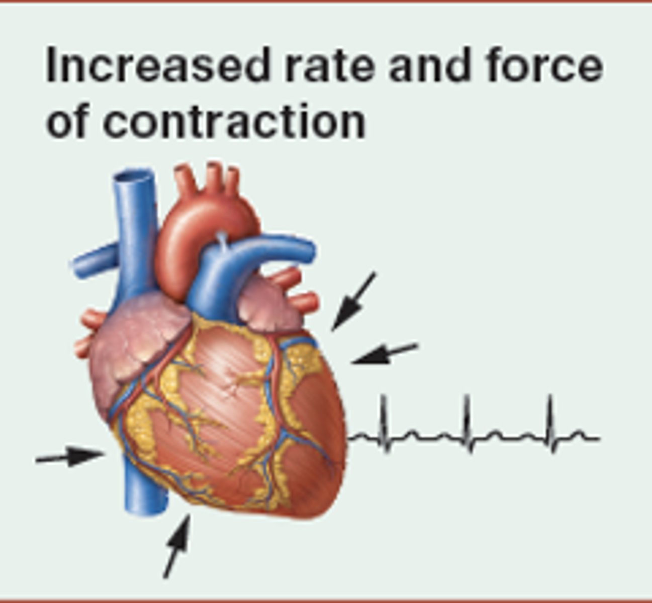 <p>ENDO; thyroid hormone, epinephrine, norepinephrine</p><p>NEURAL; increased sympathetic activity, decreased parasympathetic activity</p>