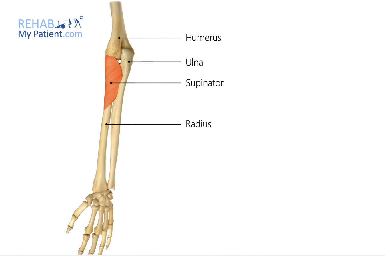 <p>supinator</p>