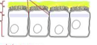 <p>Identifica la unión celular</p>